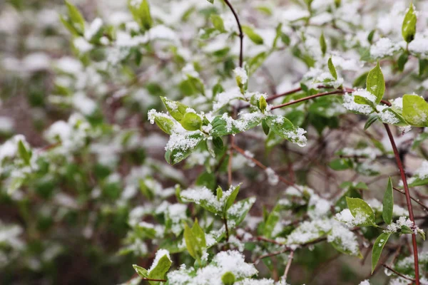 Νωρίς Την Άνοιξη Πράσινα Κλαδιά Δέντρων Καλυμμένα Χιόνι — Φωτογραφία Αρχείου