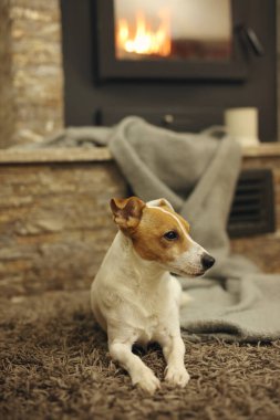 Köpek şöminenin yanında yatıyor. Rahat ev kavramında iyi hissediyorum..