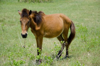 Genç kahverengi bir tay yeşil bir alanda otluyor..