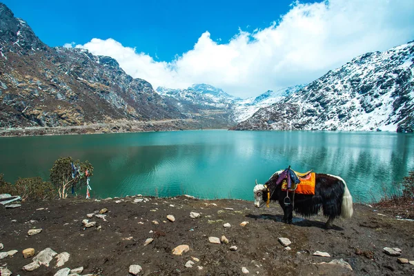 Tsangmo gölde: Sikkim, India — Stok fotoğraf