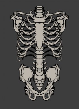 El hat sanat anatomik insan göğüs kafesi çekilmiş. Beyaz arka plan siyah vektör çizim üzerinde. T-shirt veya halloween kostüm için baskı tasarımı