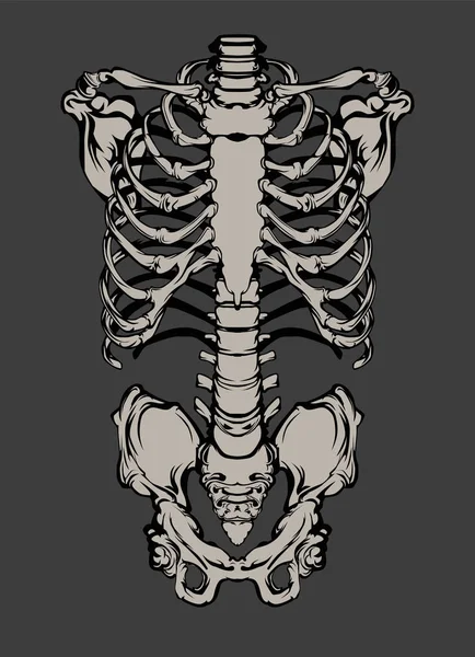 Ручной рисунок анатомически корректной человеческой грудной клетки. Векторная иллюстрация на белом фоне. Печать дизайн для футболки или Хэллоуина костюм — стоковый вектор