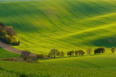 Çek Cumhuriyeti'nde Moravyalı Tuscany