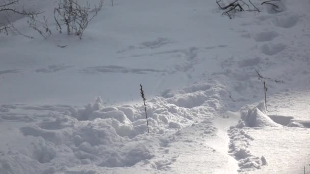 Повільні кадри. Снігоприбиральник розбризкує сніг у камеру — стокове відео