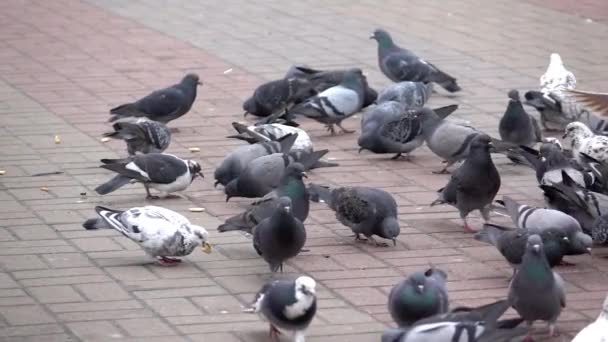 鸽子步行和飞行在方形的慢的运动 — 图库视频影像