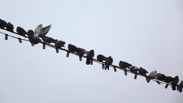 Duiven zitten op de draad tegen de grijze lucht slow motion — Stockvideo