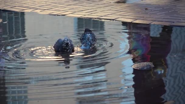 Slow-mo beeldmateriaal. Duiven Baden in vuil water. Wandelingen door de mens — Stockvideo