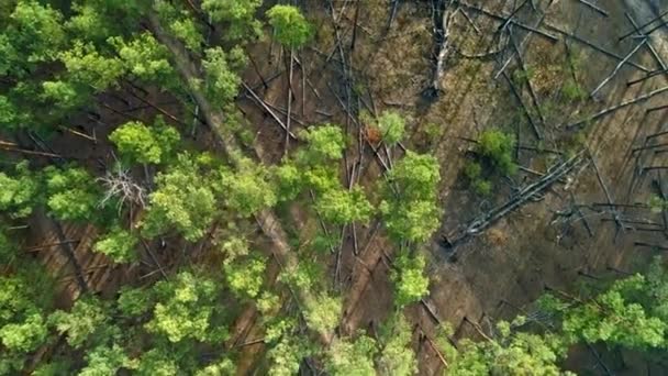 Hava aracı görüntüleri. Çam ormanlarının üzerinden alçak uçuş.. — Stok video