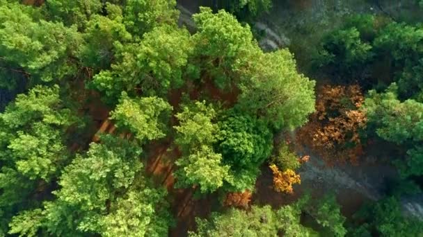 Nagranie z dronów lotniczych. Niska mucha nad sosnowym lasem widok z góry. — Wideo stockowe