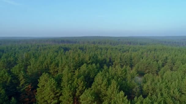 Drohnenaufnahmen aus der Luft. Flug über Kiefernwald bei klarem Himmel — Stockvideo