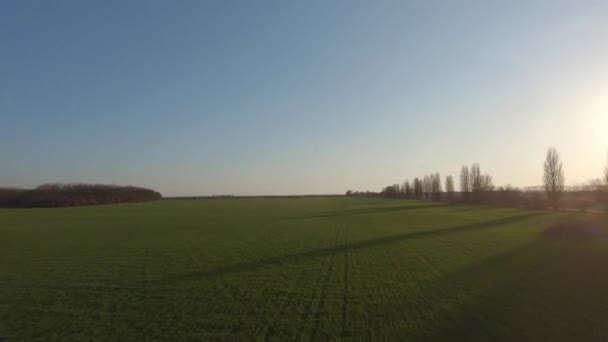 Vue du drone FPV au-dessus du jeune blé au coucher du soleil, mouvement rapide 