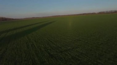 FPV dron görüntüsü genç buğdayın üzerinde gün batımında, hızlı hareket