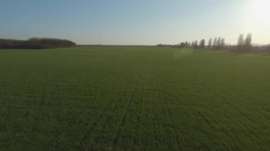 FPV dron görüntüsü genç buğdayın üzerinde gün batımında, hızlı hareket