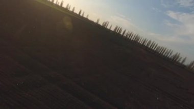 FPV dron görüntüsü genç buğdayın üzerinde gün batımında, hızlı hareket