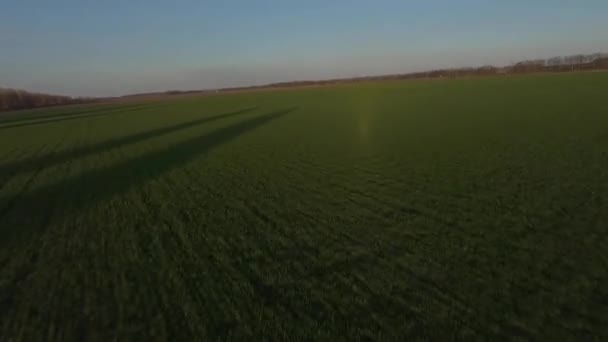 FPV vista del dron por encima del trigo joven al atardecer, movimiento rápido — Vídeos de Stock