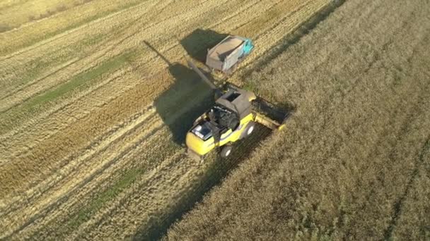 Poltava, Ukraina - 18 juli 2019. Flyg runt vyn. Kombinera skördare lastar lastbil med insamlat spannmål på fältet. Vackert naturlandskap. — Stockvideo