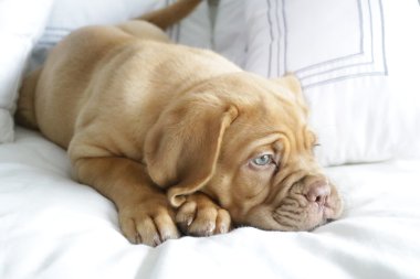 떨어지는 자는 강아지