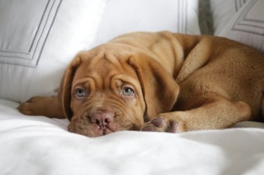 Yatakta uyuyan Dogue de Bordeaux köpek yavrusu
