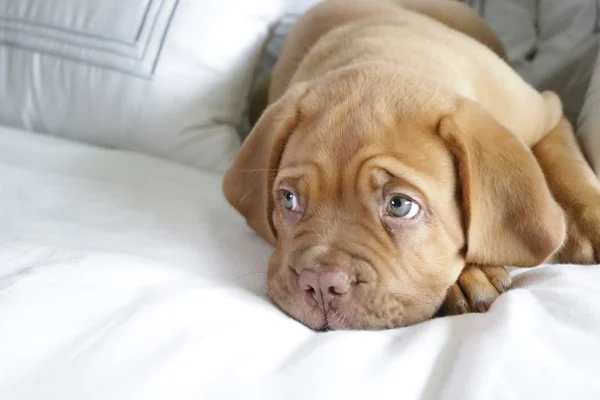 Dogue de bordeaux pup — Stockfoto