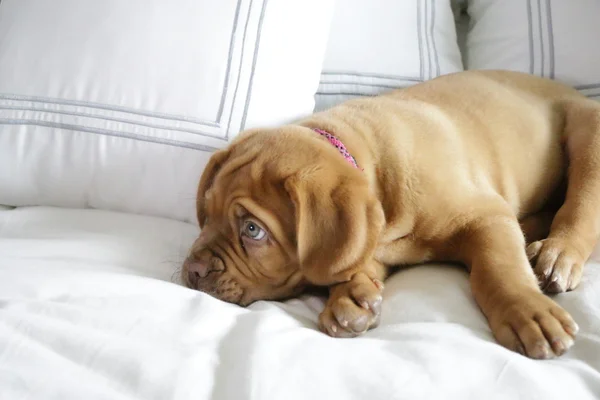 Французский щенок-мастиф на кровати — стоковое фото