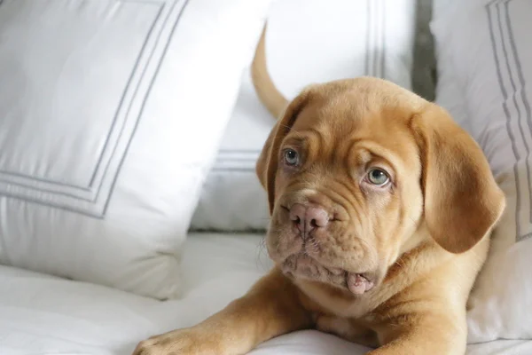 Dogue de Bordeaux cachorro na cama — Fotografia de Stock