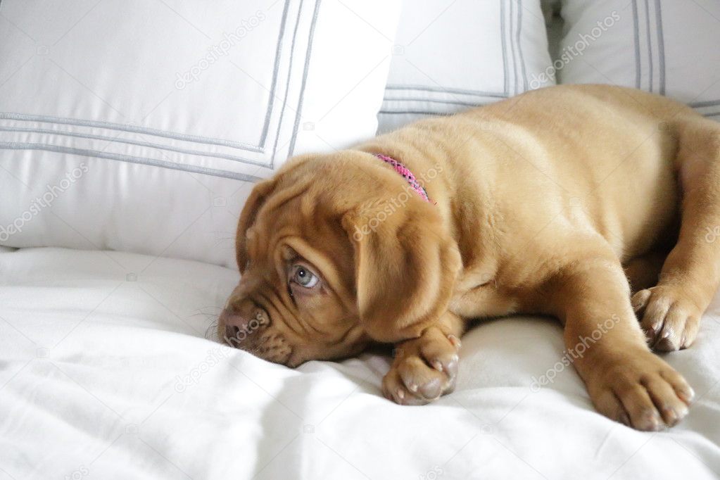 French Mastiff puppy on bed