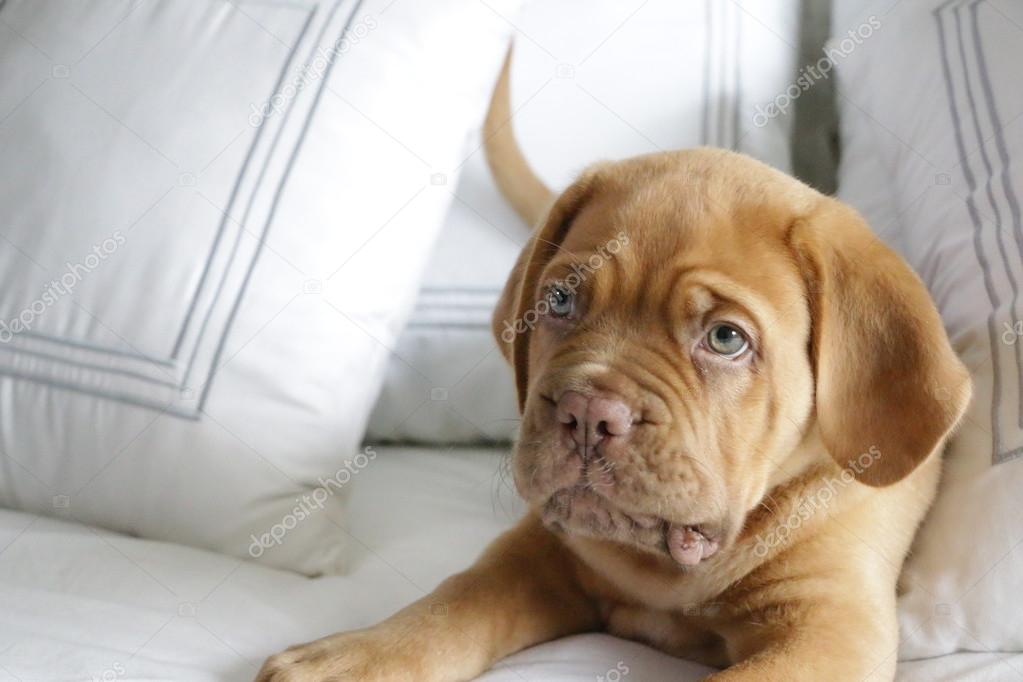 Dogue de Bordeaux puppy on bed