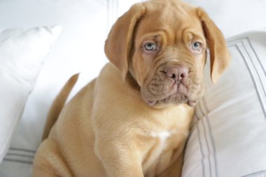 Dogue de bordeaux köpek yavrusu