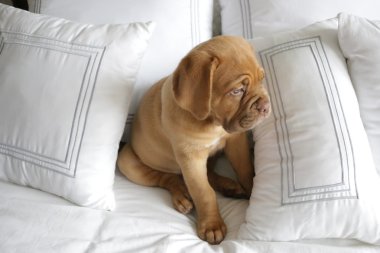 Dogue de bordeaux köpek yavrusu