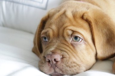 Dogue de bordeaux köpek yavrusu