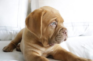 Dogue de bordeaux köpek yavrusu
