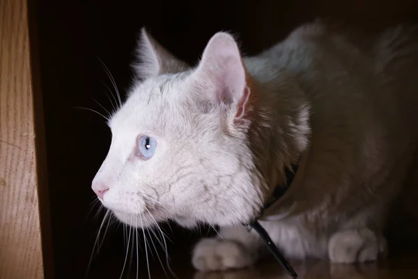 Blauäugige, weiße Katze — Stockfoto