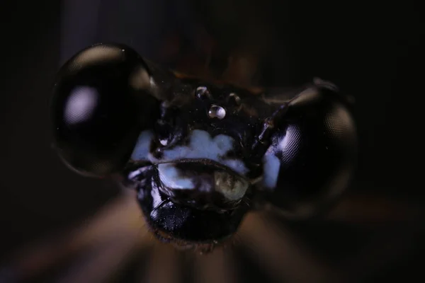 Closeup of dragonfly face — Stock Photo, Image