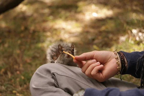 Esquilo comendo nozes da mão humana — Fotografia de Stock
