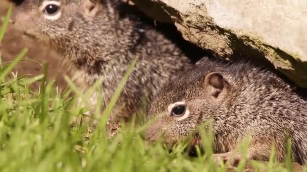 Ground squirrel siblings — Stock Video