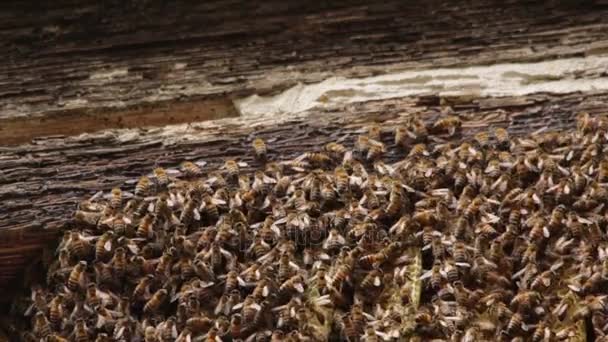 Colonia de abejas naturales y sanas — Vídeo de stock