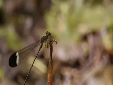 Paraphlebia hızlı vurgulu olan zoe