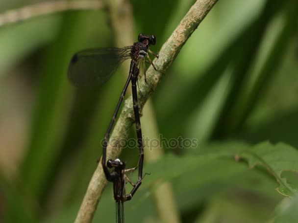 Par de damselflies acasalando em cima de galhos — Vídeo de Stock