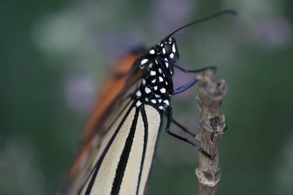 Primer plano de la mariposa monarca invernando en un bosque de coníferas mexicanas — Foto de Stock