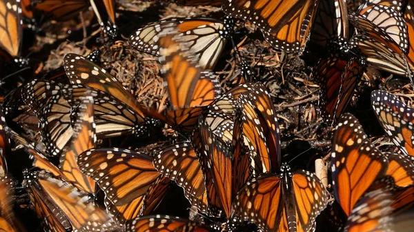 Hükümdar butteflies, danaus plexippus, bir iğne yapraklı orman içinde kışlama kolonisi