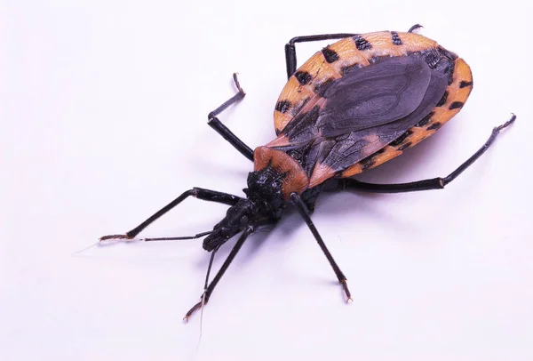 Kissing bug closeup; human health hazard — Stock Photo, Image