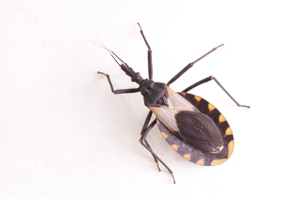Meccus pallidipennis, triatomid
