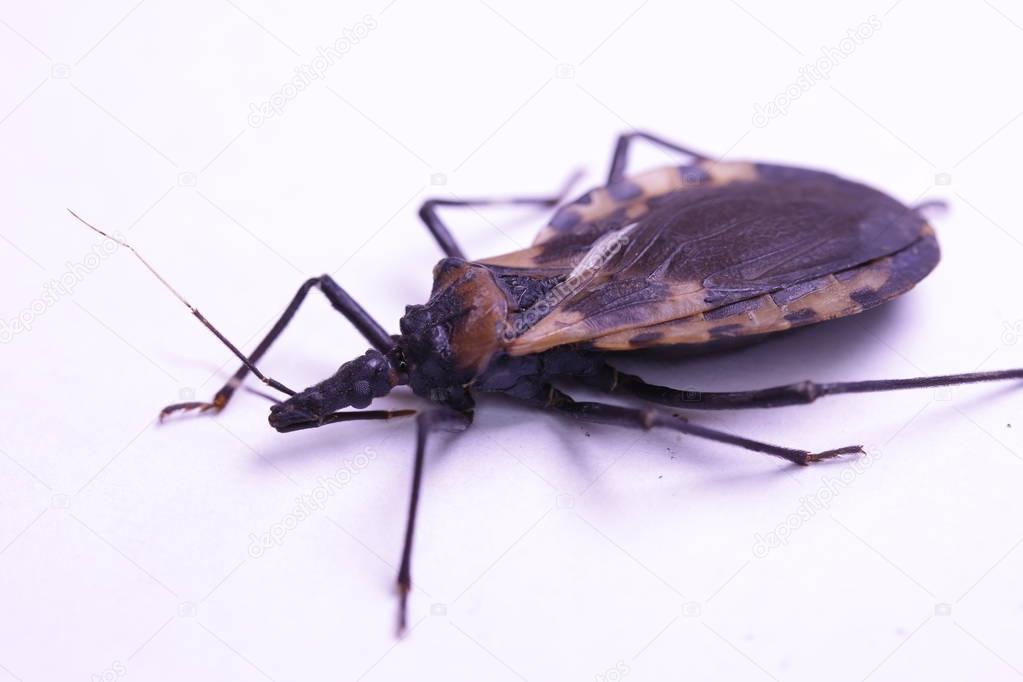 Kissing bug closeup; human health hazard