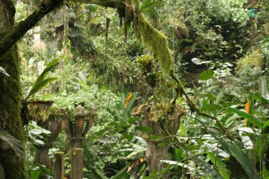 Las Pozas, Xilitla Mexico 'da Edward James' in sürrealist botanik bahçesi.