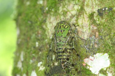 Yeşil renkli ağustosböceği ağacıyla kamufle; uyum sağlamak