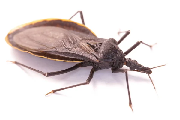 Zbliżenie Całowanie bug; zagrożenie dla zdrowia ludzkiego — Zdjęcie stockowe