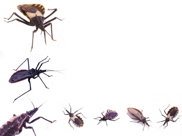 Beyaz arka plan ile chagas hata topluluğu; Entomoloji ve insan sağlığı