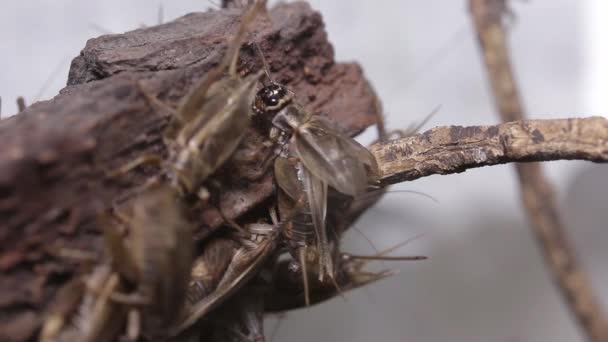 Cricket chirping; male courtship — Stock Video