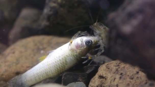 Freshwater shrimp feasting on shrimp — Stock Video