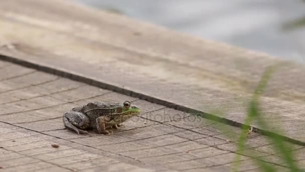 Frog hoping from floating wooden raft — Stock Video
